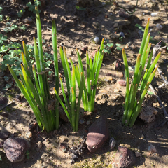 Trachyandra chlamydophylla