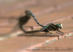 Rhionaeschna marchali