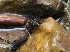 Dolichovespula media