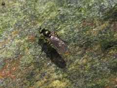 Poecilobothrus nobilitatus