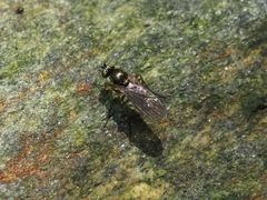 Poecilobothrus nobilitatus