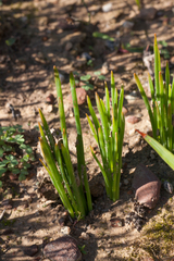 Trachyandra chlamydophylla