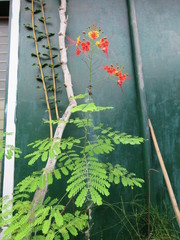 Caesalpinia pulcherrima