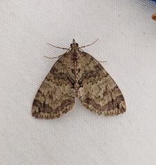 Hydriomena speciosata