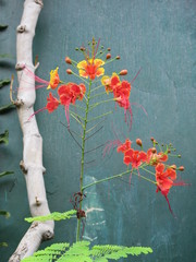 Caesalpinia pulcherrima
