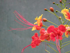 Caesalpinia pulcherrima