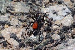 Castianeira occidens