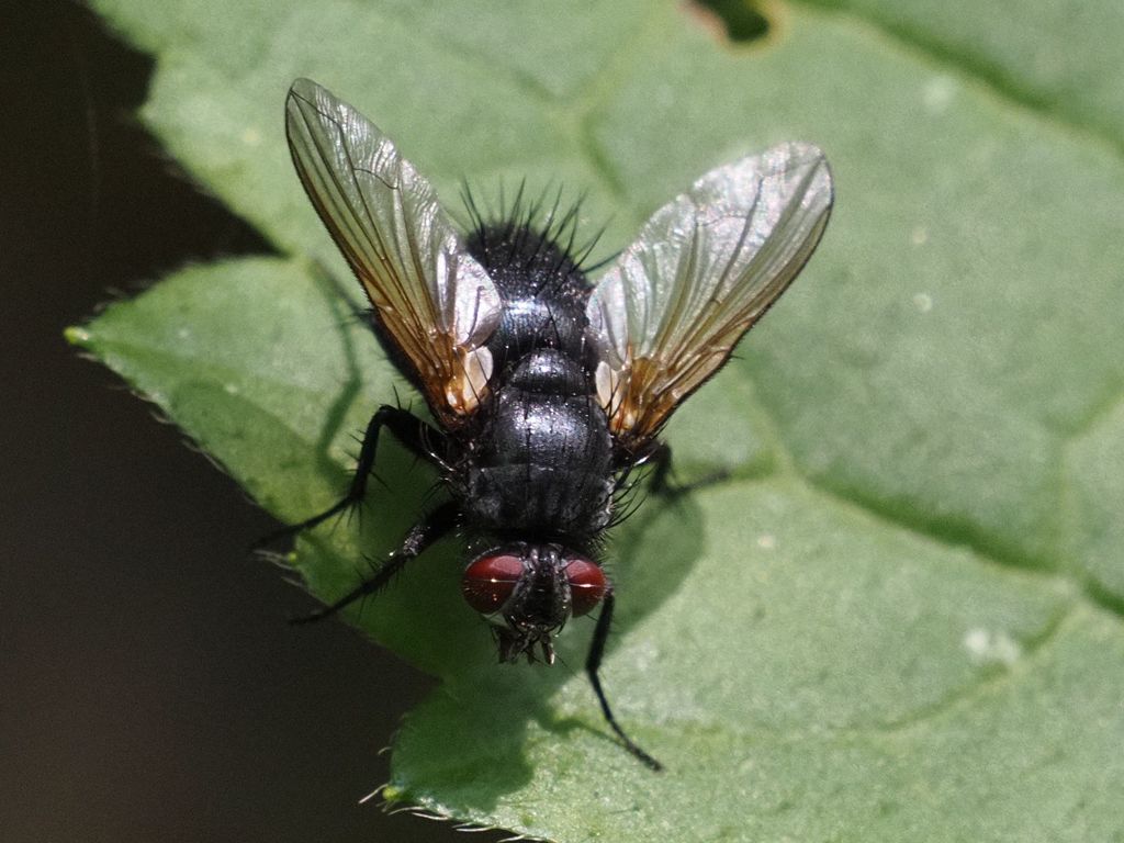 Macquartia praefica