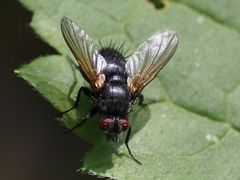 Macquartia praefica