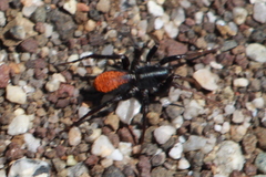 Castianeira occidens