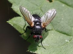 Macquartia praefica