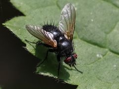 Macquartia praefica