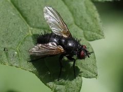 Macquartia praefica