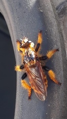 Pogonosoma maroccanum