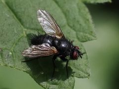 Macquartia praefica