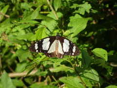 Amauris ochlea ochlea