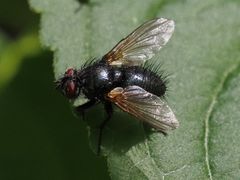 Macquartia praefica