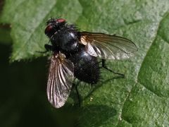 Macquartia praefica
