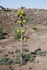 Prionosciadium thapsoides