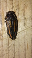 Buprestis lineata
