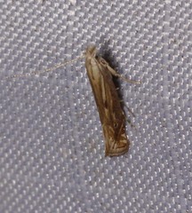 Isophrictis striatella