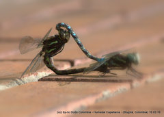 Rhionaeschna marchali