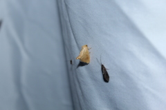 Tortricidia testacea