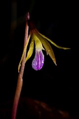 Nervilia infundibulifolia