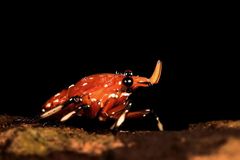 Kalidasa lanata