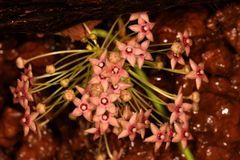 Vincetoxicum dalzellii