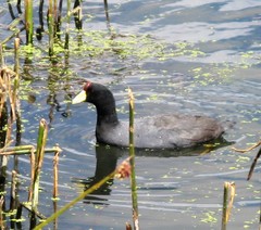 Fulica ardesiaca