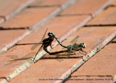 Rhionaeschna marchali