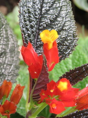 Chrysothemis pulchella