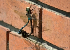 Rhionaeschna marchali