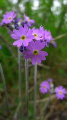 Primula laurentiana