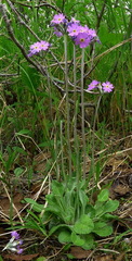 Primula laurentiana