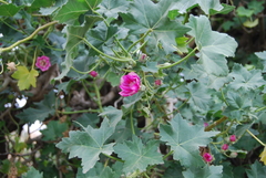 Malva assurgentiflora