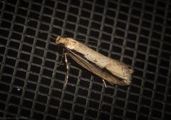 Leptocroca sanguinolenta