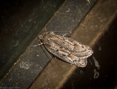 Acantholena siccella