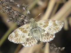 Muschampia baeticus
