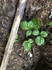 Rubus nivalis