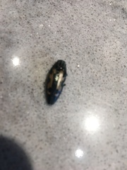 Buprestis laeviventris