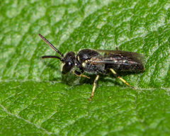 Hylaeus hyalinatus