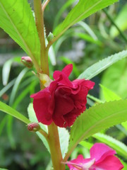 Impatiens balsamina