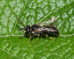 Hylaeus hyalinatus