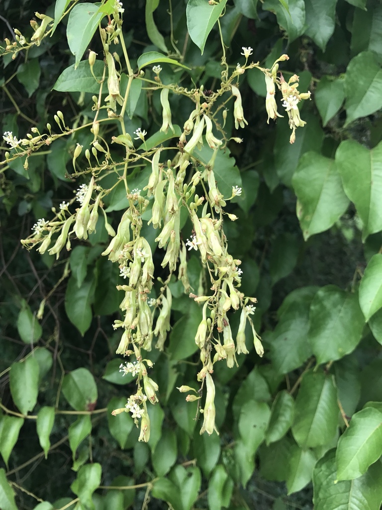 American buckwheat vine (Brunnichia ovata)