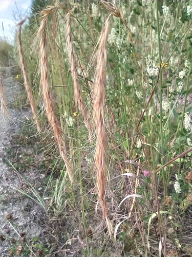 Elymus sibiricus iNat (1)