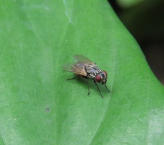 Muscidae