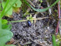 Alticina