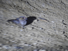 Nyctidromus albicollis